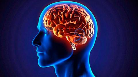 ¿Sabías que el cerebro consume energía?