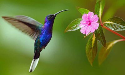 ¿Sabías que el corazón del colibrí late veloz?