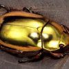 ¿Sabías que el escarabajo joya detecta incendios?