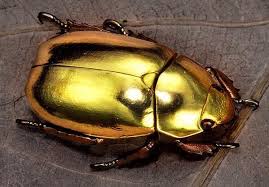 ¿Sabías que el escarabajo joya detecta incendios?