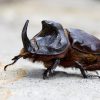 ¿Sabías que el escarabajo rinoceronte es muy fuerte?