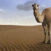 ¿Sabías que los camellos pueden estar hasta 17 días sin agua?