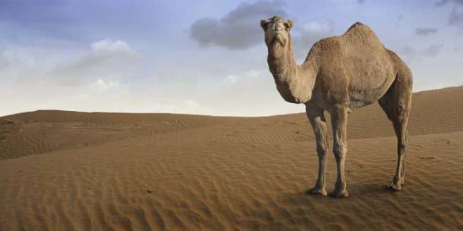 ¿Sabías que los camellos pueden estar hasta 17 días sin agua?