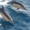 ¿Sabías que los delfines duermen de diferentes formas?