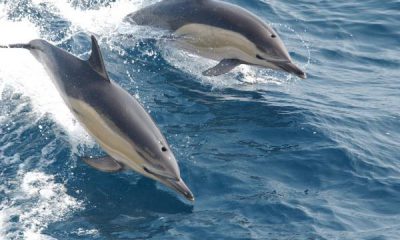 ¿Sabías que los delfines duermen de diferentes formas?
