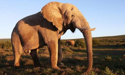 ¿Sabías que los elefantes hacen tributo a sus muertos?