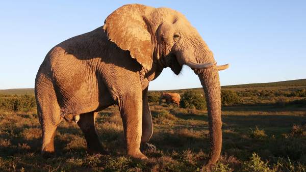 ¿Sabías que los elefantes hacen tributo a sus muertos?