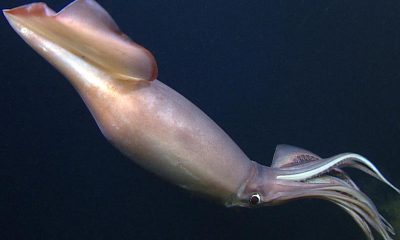 ¿Sabías que los ojos más grandes son de los calamares?