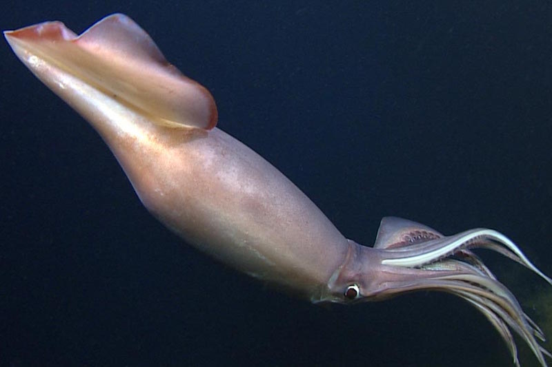 ¿Sabías que los ojos más grandes son de los calamares?