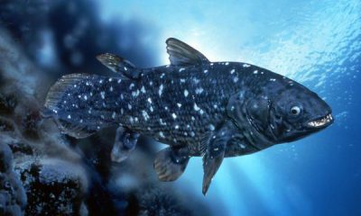 ¿Sabías que el celacanto es un pez que no debería existir?
