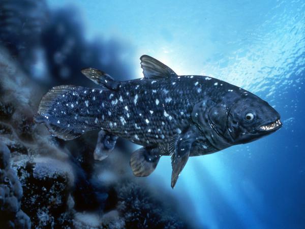 ¿Sabías que el celacanto es un pez que no debería existir?