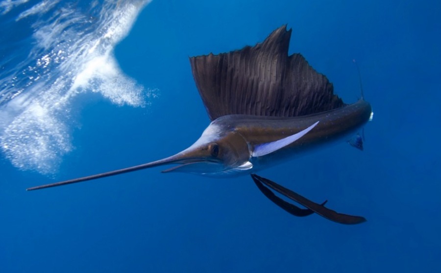 ¿Sabías que el pez vela es el mas rápido del mar?