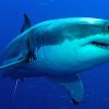 ¿Sabías que los dientes de los tiburones son reemplazables?