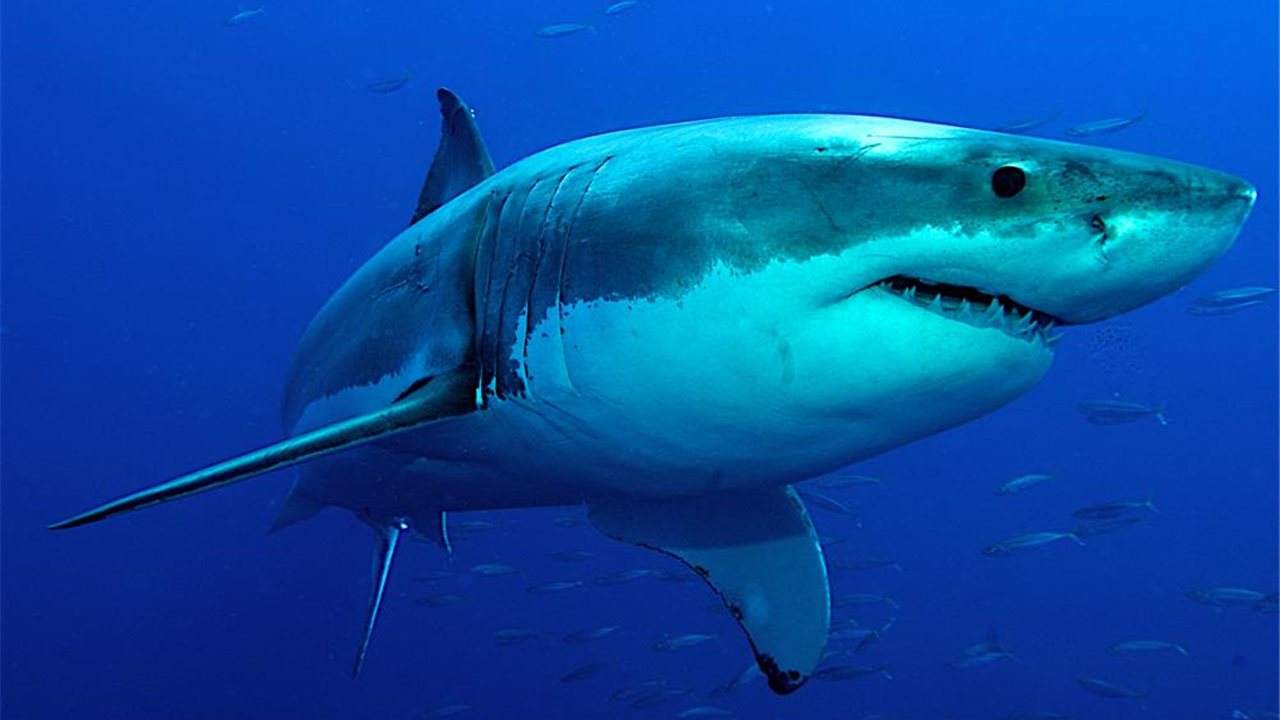 ¿Sabías que los dientes de los tiburones son reemplazables?