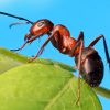 ¿Sabías que las hormigas usan feromonas