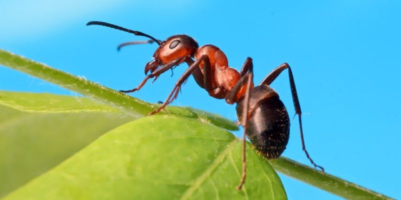 ¿Sabías que las hormigas usan feromonas
