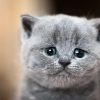 ¿Sabías que las emociones de los gatos no son tan difíciles de interpretar?