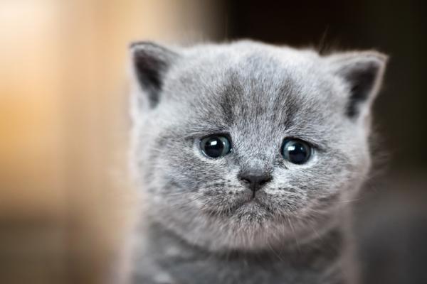 ¿Sabías que las emociones de los gatos no son tan difíciles de interpretar?