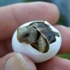 ¿Sabías que las tortugas se comunican antes de la eclosión?