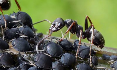 Pulgones-y-hormigas