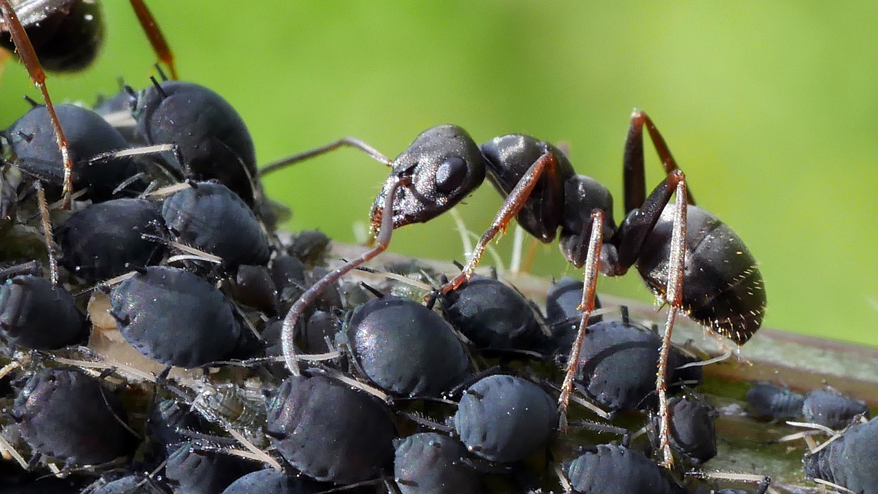 Pulgones-y-hormigas