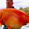 221123105542-fisherman-catches-giant-goldfish-restricted-super-tease(1)