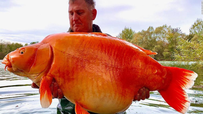 221123105542-fisherman-catches-giant-goldfish-restricted-super-tease(1)